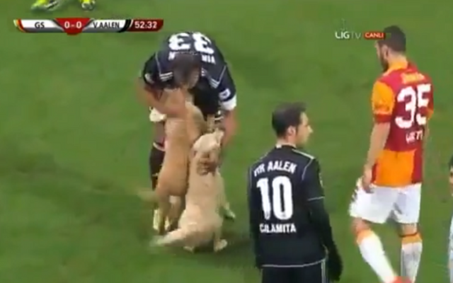 Private: (Video) Two unusual pitch invaders interrupt Galatasaray v Ahlen clash