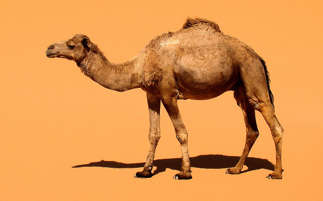 Dromedary Camel