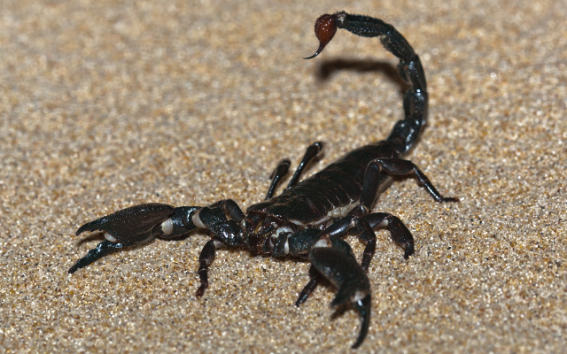 Emperor Scorpion