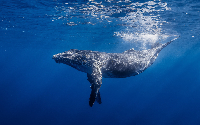 Humpback Whale