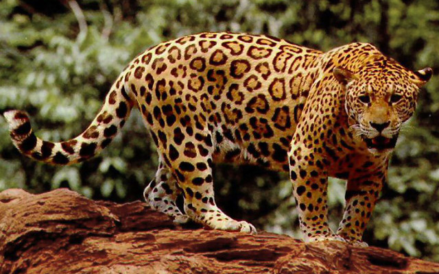 Jaguar