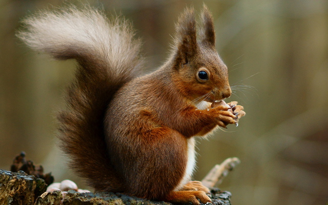 Red Squirrel