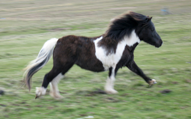 Shetland Pony